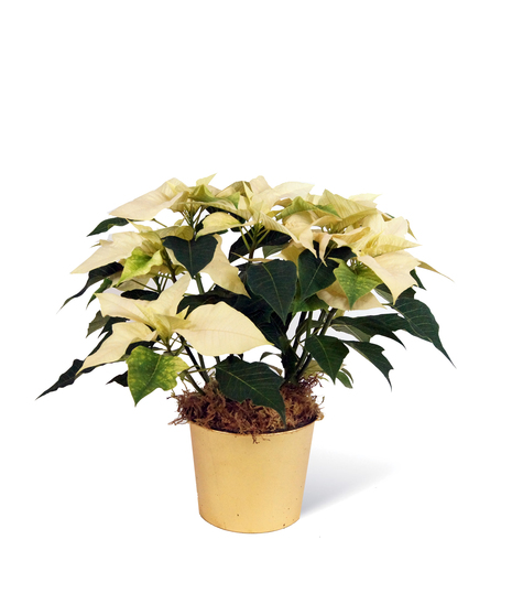 White Poinsettia Uniontown, PA