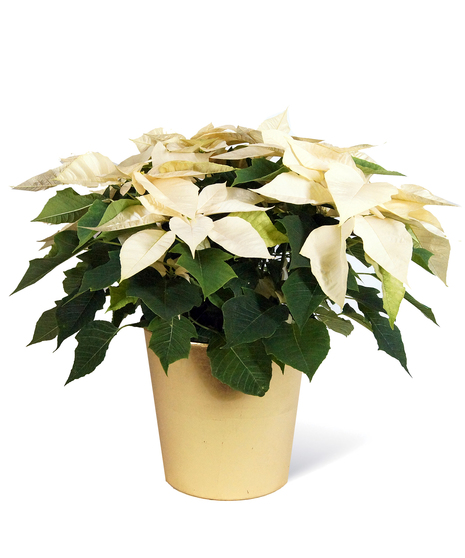 White Poinsettia