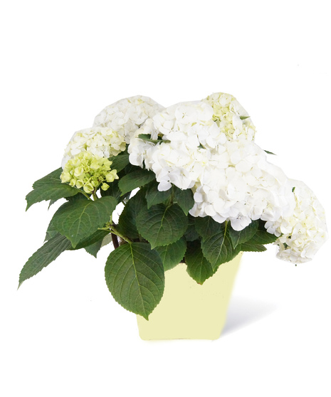 White Hydrangea Plant Uniontown (PA) Neubauer's Flowers