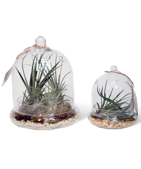 Glass Dome Air Plants gift ideas