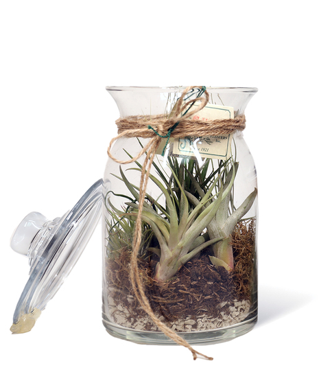 Glass Jar Air Plants Uniontown gift ideas