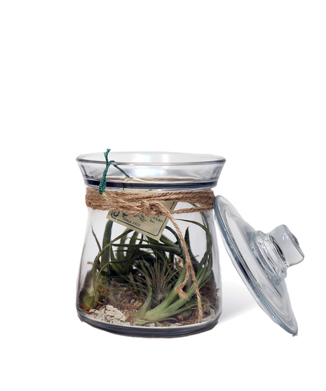 Glass Jar Air Plants Uniontown gift ideas