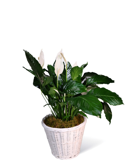 Peace Lily Uniontown (PA) Neubauer's Flowers