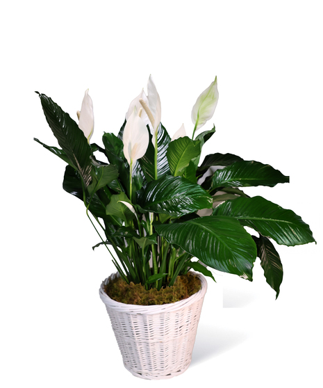 Peace Lily Uniontown (PA) Neubauer's Flowers