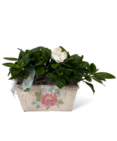 Gardenia Planter