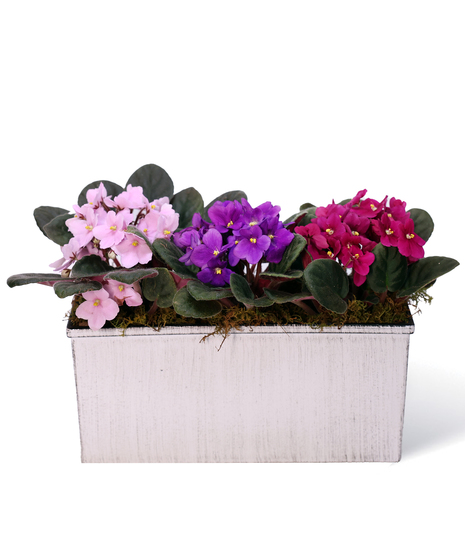 African Violet Window Box